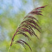 Common Reed Grass