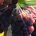 Die Traubenernte hat begonnen - The grape harvest has begun