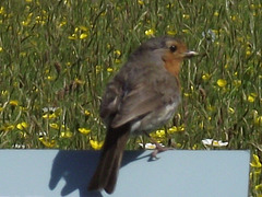 Mr Robin patiently sat for me