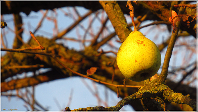 Birne / Pear