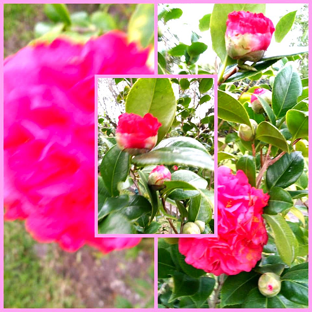 ...at least camellias are so beautiful this year like in the past year...