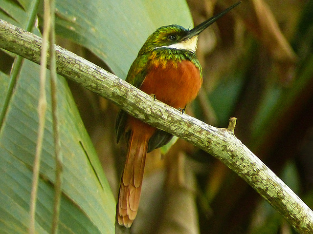 Rufous-tailed Jacamar, Tobago, Day 2