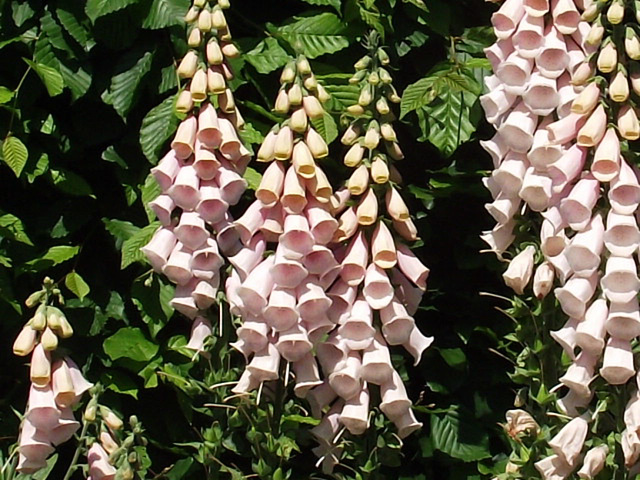 I just love this variety of foxglove