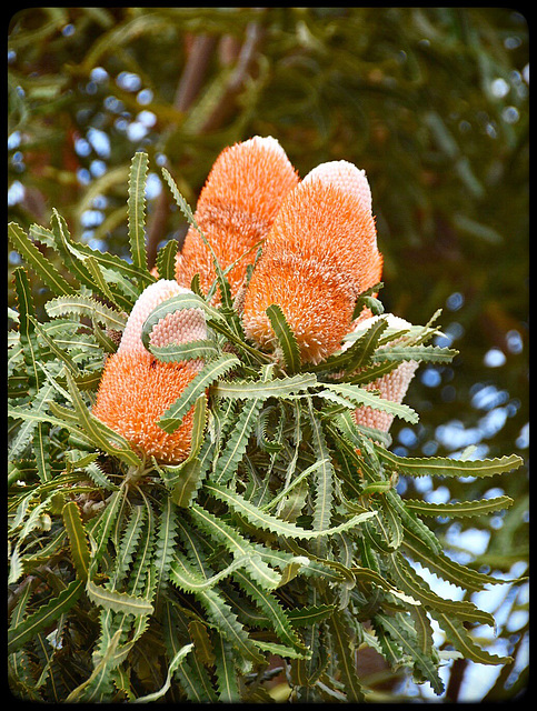 Banksia cones(flowers)