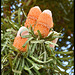 Banksia cones(flowers)