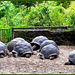MAHE' : un recinto per le tartarughe giganti nel 'Botanical Garden'