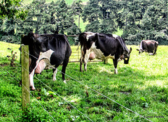 Cows Grazing.