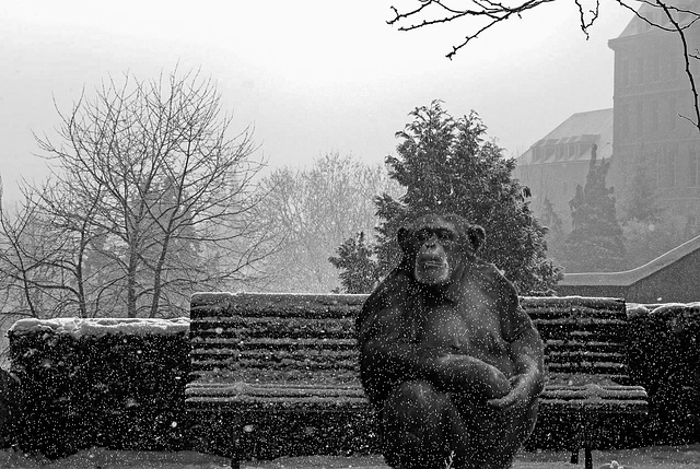 un singe en hiver....