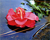 Camellia’s flower in a puddle (2)