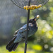 Steller's Jay and Peanuts