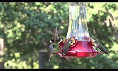 Ruby Throated Hummingbirds - Squabbling Faeries 15-8-2016