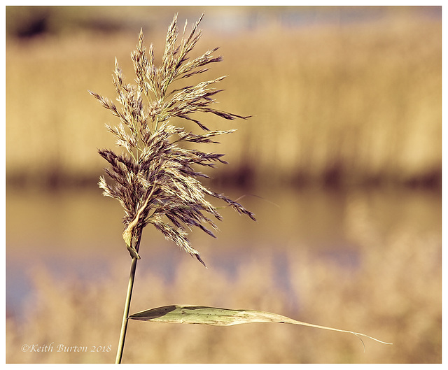 Reed Bed Seed Head