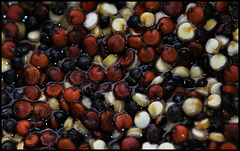Graines de Quinoa - Chenopodium quinoa