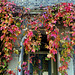 IMG 8931-001-Autumnal Doorway