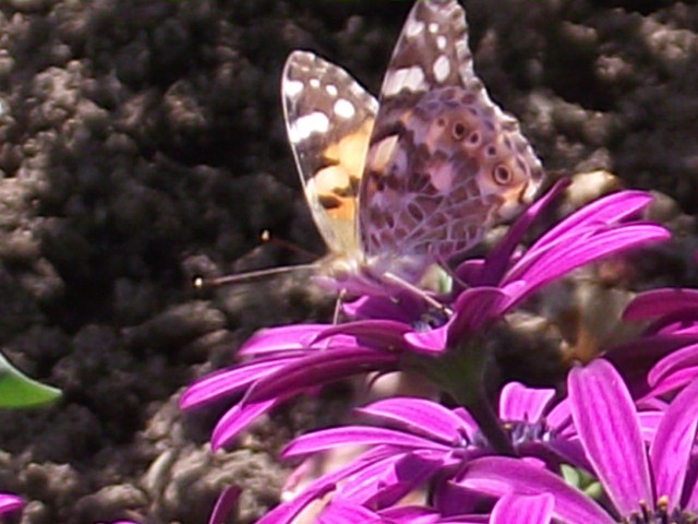 A pretty butterfly enjoyed all the flowers