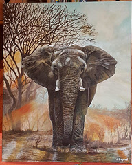 L'Elephant au coucher de soleil
