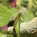 Cinnabar moth (Tyria jacobaeae) caterpillar