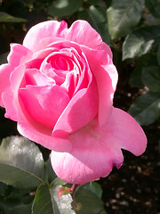 Wundreschöne Rosenblüte