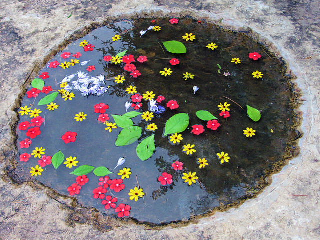 Flower Pool