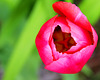 4 (22)..austria tulip