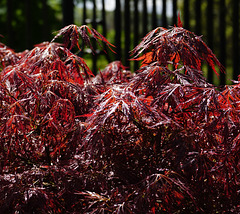 Red acer with raindrops