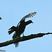 Black Vulture Drying Out After Thunderstorm