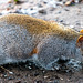 Burton wetlands squirrel