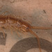 Centipedestack1