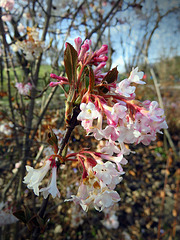Blossoms of the Viburnum bodnantense, the Bodnant viburnum.