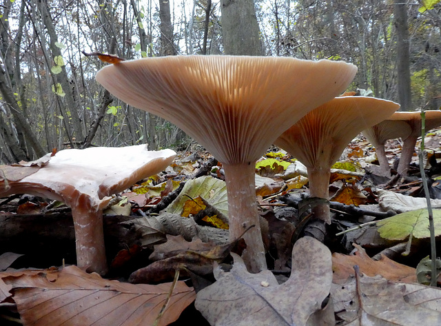 Pilze im Herbstwald
