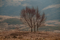 Trees West of Wilboar Clough