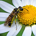 Wasp -