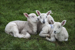 The Three Lambs ...