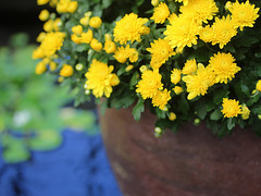 Chrysanthemums