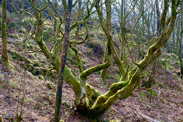 Mossy Tree at the ponds - below Wildboar Clough