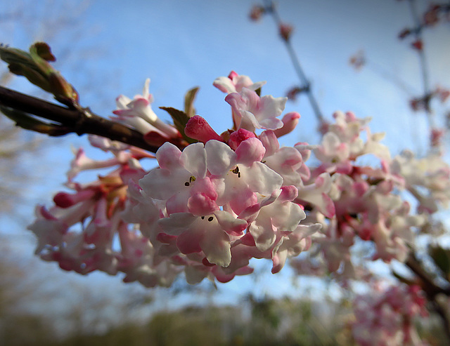 Blossoms of the Viburnum bodnantense, the Bodnant viburnum.