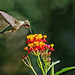Hummingbird.  8087819