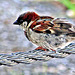 Male Sparrow.