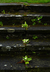 Stone steps and primroses