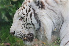 Beauty of white tiger