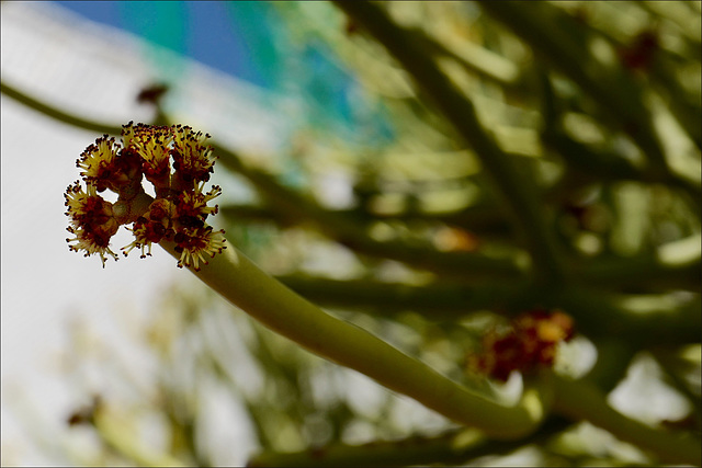 Euphorbia Kamponii, Flower
