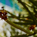 Euphorbia Kamponii, Flower