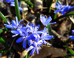Scilla siberica, the Siberian squill or wood squill