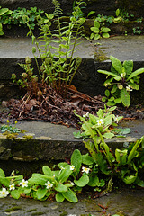 Stone steps, ferns and primroses