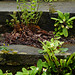 Stone steps, ferns and primroses