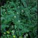 Astragalus sp (3)