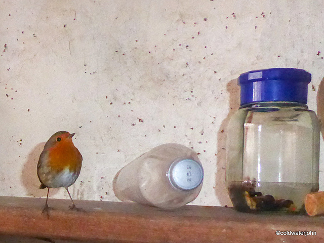 Guarding my raisin jar