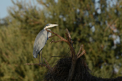 Namibia, South African Grey Heron