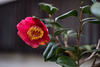 Camellia blossom