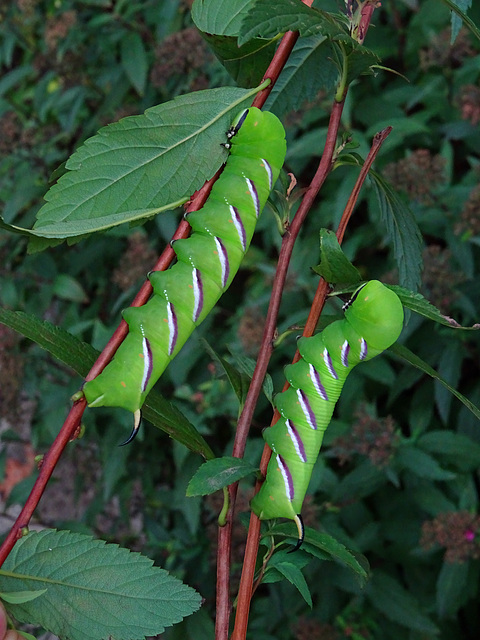 Lucky find Caterpillars of Privet hawkmoths